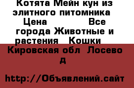 Котята Мейн-кун из элитного питомника › Цена ­ 20 000 - Все города Животные и растения » Кошки   . Кировская обл.,Лосево д.